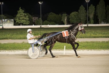 Padua, İtalya 8 Temmuz 2025. Atın ve sürücünün koşum takımı yarışında yarışması aydınlık bir yarış pistinde.