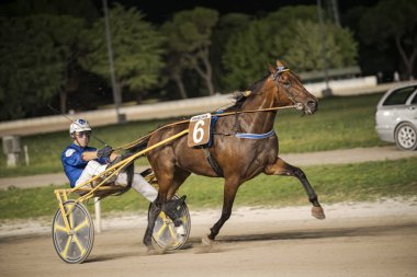 Padua, İtalya 8 Temmuz 2025, at ve sürücü toprak pistte heyecan verici bir koşum takımı yarışına giriyorlar, ağaçların ve park halindeki bir arabanın önünde hız ve beceri sergiliyorlar.