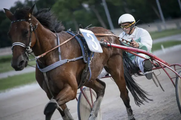 Padua, İtalya 8 Temmuz 2025, koşum takımı yarışının dinamik sahnesi güçlü bir atı toprak pistte sürüyor, hız ve rekabeti vurguluyor.