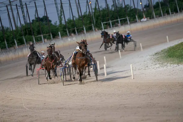 Padua, İtalya 8 Temmuz 2025, yarış atları somurtkan ve sürücülerle koşum takımı yarışında toprak pistte yarışıyor. Güneşli bir günde profesyonel binicilik sporu yarışması