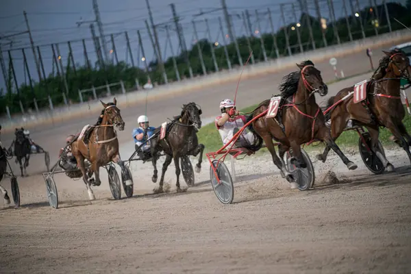 Padua, İtalya 8 Temmuz 2025, heyecan verici koşum takımı yarışında atlar ve sürücüler, açık bir gökyüzünün altındaki toprak pistte hız ve beceri gösteriyorlar.