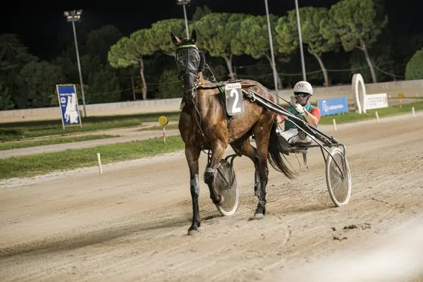 Padua, İtalya 8 Temmuz 2025, parlak ışıklar altında bir koşum takımı yarışçısı, verimli yeşilliklerle çevrili bir gece yarışında hız ve yetenek gösterisi yapıyor.