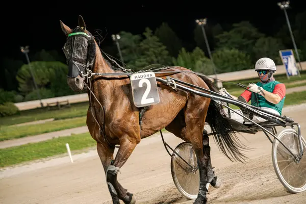 Padua, İtalya 8 Temmuz 2025, güçlü bir atı toprak bir pistte süren kararlı bir jokeyin bulunduğu koşum takımı yemyeşil ve parlak ışıklarla çevrili.