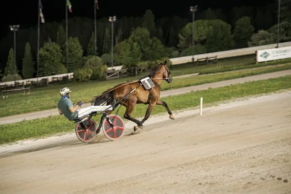 Padua, İtalya 8 Temmuz 2025, bir jokey koşum takımı yarışında, stadyum ışıkları altında bir ata rehberlik ediyor, gece yarışında hız ve yetenek gösteriyor.