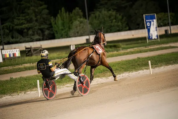 Padua, İtalya 8 Temmuz 2025, bir koşum takımı yarış sırasında bir jokeyi toprak pistte çekerek stadyum ışıkları altında hız ve çeviklik gösteriyor.