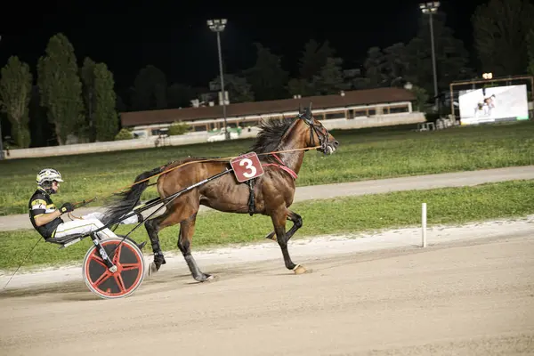 Padua, İtalya 8 Temmuz 2025, at ve jokey gece vakti iyi aydınlatılmış toprak pistte koşum koşusunda yarışıyor, açık havada hız ve atletizm gösteriyor.