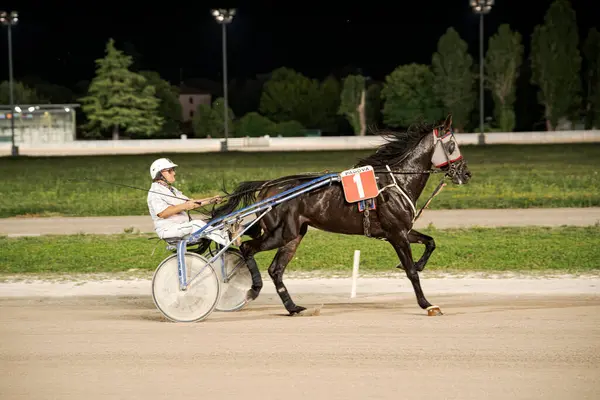 Padua, İtalya 8 Temmuz 2025. Atın ve sürücünün koşum takımı yarışında yarışması aydınlık bir yarış pistinde.