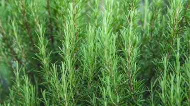 Canlı yeşil biberiye dallarını kapatın bitkinin aromatik yapraklarını ve narin dokusunu sergileyin.