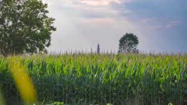 Verdant Cornfield bulutlu gökyüzünün altında yavaşça sallanıyor, uzak kırsal binaları ortaya çıkarıyor tarımın ortasında