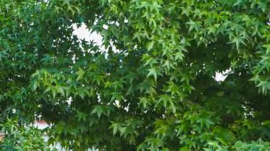 Yumuşak güneş ışığı yemyeşil yaprakların arasından akıyor, narin gölgeler bırakıyor ve doğal orman ortamındaki karmaşık yaprak dokularını vurguluyor.