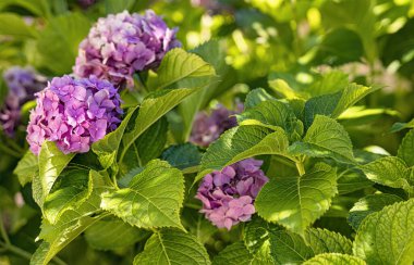 Bahçede pembe ortanca çiçekleri açıyor, yemyeşil yapraklarla çevrili, sıcak güneş ışığıyla aydınlatılıyor.