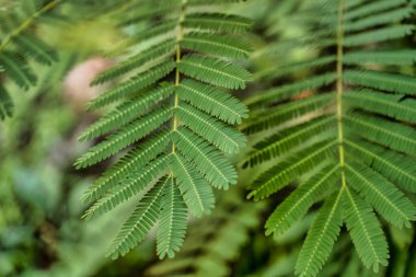 Bir dalda büyüyen canlı yeşil yapraklar, bereketli bir ormanda, doğanın hassas yapraklarının karmaşık detaylarını gözler önüne seriyor.