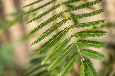Dalların üzerinde gelişen yeşil yapraklar hareketli bir ortamda doğanın güzelliğini ve sükunetini çağrıştıran sakin bir atmosfer yaratıyor.