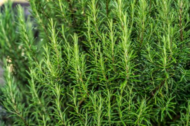 Canlı yeşil biberiye filizlerine yakın, bir bahçe ortamında gelişiyor, yapraklar gibi iğneleri tat ve koku patlaması vaat ediyor.