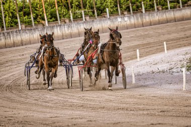Padua, İtalya 18 Temmuz 2025, bir grup at ve jokey kum pistinde yarışıyor.