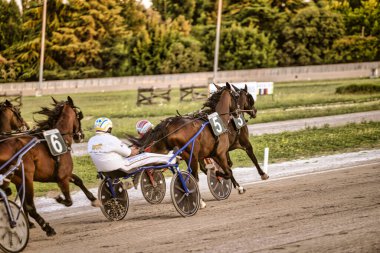 Padua, İtalya 18 Temmuz 2025, yarış atları yüksek hızda koşuyor, jokeylerin kullandığı iki tekerlekli arabayı çekiyor.