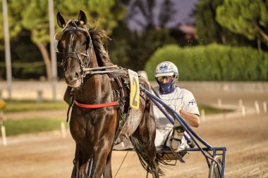 Padua, İtalya 18 Temmuz 2025, güneşli bir günde koşum takımı yarışında jokey ile güçlü bir at