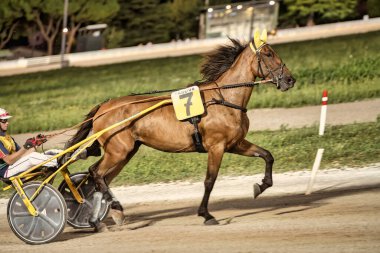 Padua, İtalya 18 Temmuz 2025, koşum takımı yarışında koşan kahverengi at somurtkan bir jokeyle