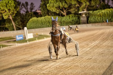 Padua, İtalya 18 Temmuz 2025, kahverengi at kum pistinde koşum takımı yarışında jokeyle somurtuyor.