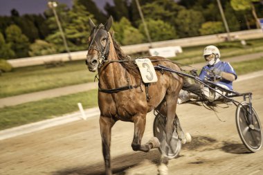 Padua, İtalya 18 Temmuz 2025. Kumlu bir yarış pistinde koşan üç numaralı at.