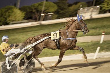 Padua, İtalya 18 Temmuz 2025, dokuz numaralı kestane atı gece somurtkan araba kullanan bir jokeyle yüksek hızda koşuyor.