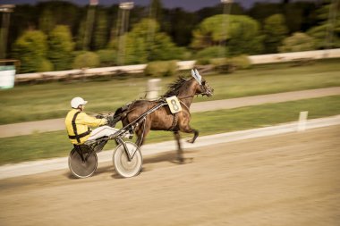Padua, İtalya 18 Temmuz 2025, jokey bir pistte koşum takımı yarışında sekiz numaralı atı sürüyor.