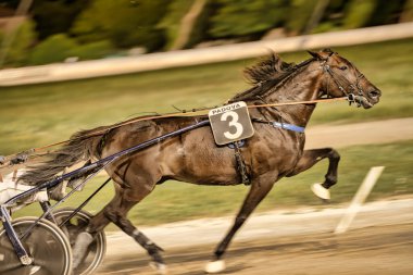 Padua, İtalya 18 Temmuz 2025, Padua 'daki koşum takımı yarışı sırasında pistte koşan 3 numaralı at.
