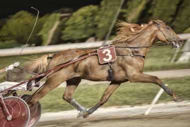 Padua, İtalya 18 Temmuz 2025, üç numaralı kestane atı yarış pistinde yüksek hızda koşuyor, somurtuyor.