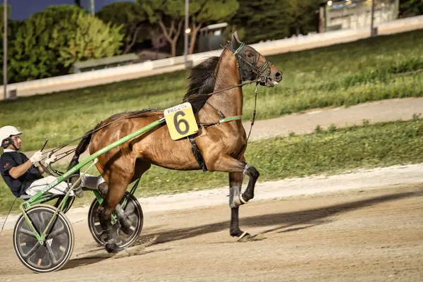 Padua, İtalya 18 Temmuz 2025, 6 numaralı at koşum takımı yarışında jokeyin somurtkan arabasıyla koşuyor.