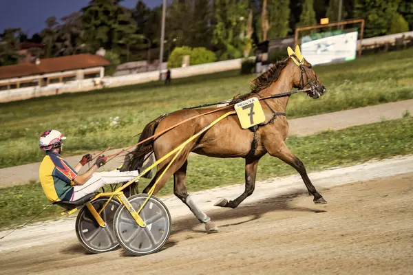 Padua, İtalya 18 Temmuz 2025, jokeyli bir at iki tekerlekli somurtkan bir sürücü koşum takımı yarışında yarışıyor.