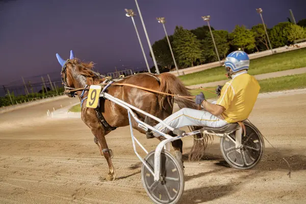 Padua, İtalya 18 Temmuz 2025, dokuz numaralı at koşum takımı yarışında yarışıyor, jokey alacakaranlıkta küskünce sürüyor.