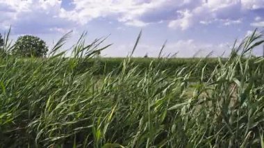 Yeşil çimenler rüzgarda hafifçe esiyor, tarımsal alanda salınıyor bulutlu yaz gökyüzü altında huzurlu kırsal ortam ile birlikte.