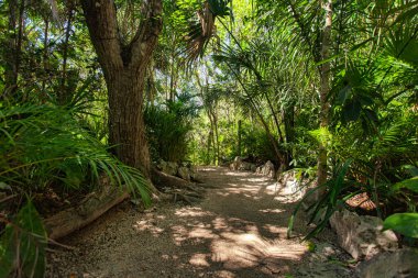 Cenote Azul, Meksika. 20 Ağustos 2025. Cenote Azul, Meksika 'daki canlı tropikal bitki örtüsünden geçen manzaralı bir yol. Doğanın güzelliğini keşfetmeye davet ediyor.