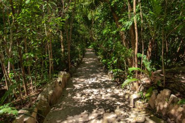 Cenote Azul, Meksika 20 Ağustos 2025: Ağaçların arasından süzülen güneş ışığı Cenote Azul, Meksika 'nın bereketli yağmur ormanlarında huzur dolu bir yolu aydınlatıyor.