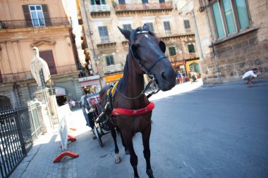 Palermo, İtalya 20 Ağustos 2025: Palermo, İtalya 'da turist bekleyen siyah at.