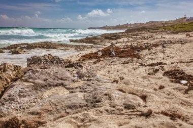 Isla mujeres, Meksika 20 Ağustos 2025: Isla Mujeres, Meksika 'da güneşli bir gökyüzü altında deniz yosunlarıyla kayalık bir plajda duran martılar