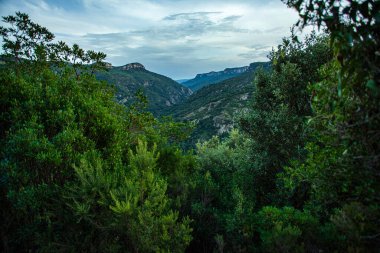 Yeşillik, doğanın el değmemiş güzelliğini gözler önüne seren bir vadiyi andırıyor.