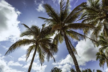 Yuvarlanan yeşil tepeler ve vadiler Dominik Cumhuriyeti 'nin manzaralı montaa redonda' sında bulutlu bir gökyüzünün altında güneş ışığıyla yıkanır..