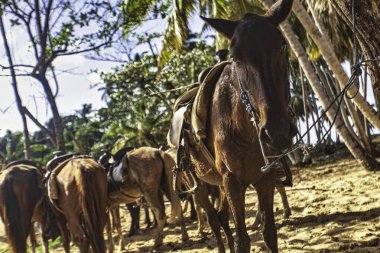 Bir grup eyerli at, kumlu bir sahilde palmiye ağaçlarına bağlanmış turistlerin limon ve Dominik Cumhuriyeti 'nde onlara binmesini bekliyor.
