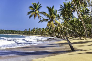 Playa limon, Dominik Cumhuriyeti 'nde beyaz kumlar üzerinde büyüyen hindistan cevizi palmiyeleri olan güzel tropik plaj.