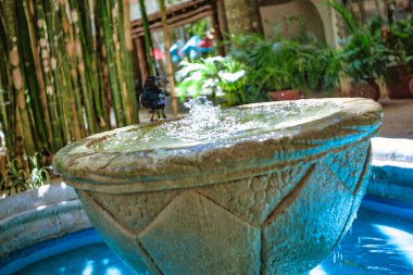 Chichen itza 'da bir taş çeşmenin kenarına tüneyen küçük siyah kuş, ferahlatıcı bir banyonun tadını çıkarıyor.