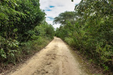 Cueva de chico, Dominik Cumhuriyeti 'ndeki yoğun tropikal bitki örtüsünden geçen toprak yolun manzarası keşif ve maceraya davetiye çıkarıyor.