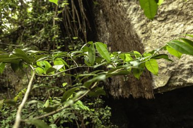 Dominik Cumhuriyeti 'ndeki Cueva de Chico mağarasında yemyeşil yapraklar yeşeriyor.