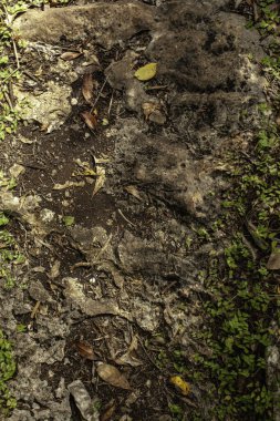 Kaya ve toprakta yetişen kuru yaprakların ve yeşil yosunların yakın görüntüsü Cueva de Chico 'da doğal dokulu bir arka plan oluşturur.