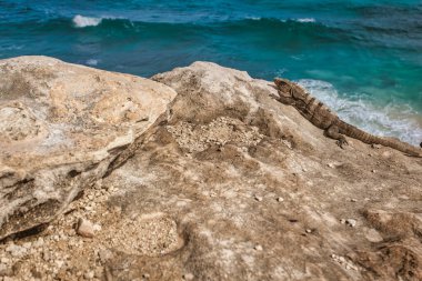 Iguana, Meksika, Isla Mujeres sahilindeki turkuaz okyanusla çevrili güneşli kayalarda güneşlenerek sakin bir manzara yaratıyor.