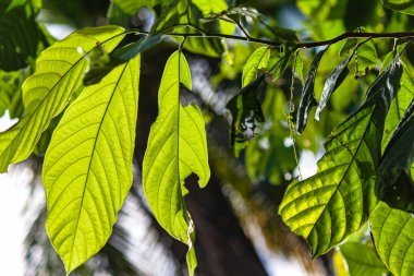 Canlı, şeffaf kakao yaprakları bir daldan sarkan, güneş ışığıyla aydınlanan, karmaşık damarlarını ve hassas kenarlarını gözler önüne seren