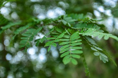 Dalda büyüyen parlak yeşil yapraklar, benekli güneş ışığıyla aydınlatılıyor, arka planda bir bokeh etkisi yaratıyor.