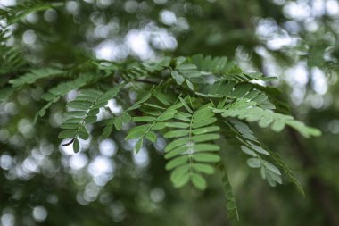 Dalda büyüyen canlı yeşil yaprakların yakın çekimi yumuşak, bulanık bir arka planla barışçıl bir doğal manzara yaratıyor.
