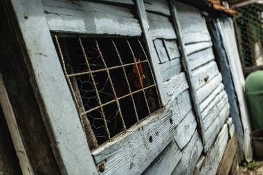 Kırmızı horoz pencereden dışarı bakıyor, paslı tellerle çevrili yıpranmış bir açık mavi ahşap kümeste, kırsal bir cazibe yayıyor.