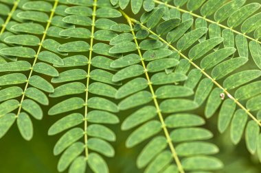 Narin eğreltiotu yaprakları üst üste binerek doğanın güzelliğini gözler önüne seren canlı yeşil renklerle dolu karmaşık, doğal bir desen oluşturur.
